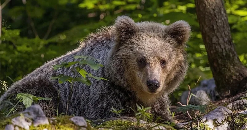 İtaliyada ayılar mutasiyaya uğrayıb və qeyri adi davranırlar: Səbəb nədir?