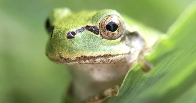 Yapon alimlərindən xərçəng müalicəsində ümidverici kəşf