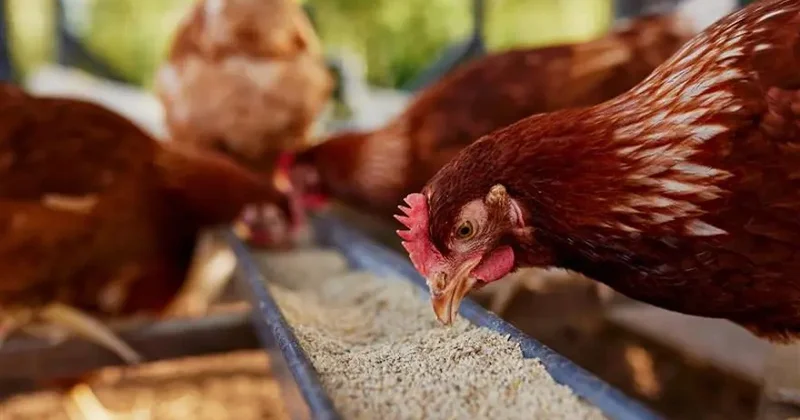 Musiqi terapiyası ilə yumurta istehsalını artırdı