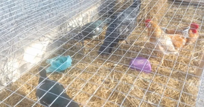 Nizami rayonunda Sherlock Park restoranında nöqsanlar aşkarlanıb