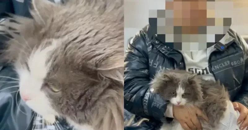 Жестокость ради лайков : Казахстанка постирала в стиральной машине кота