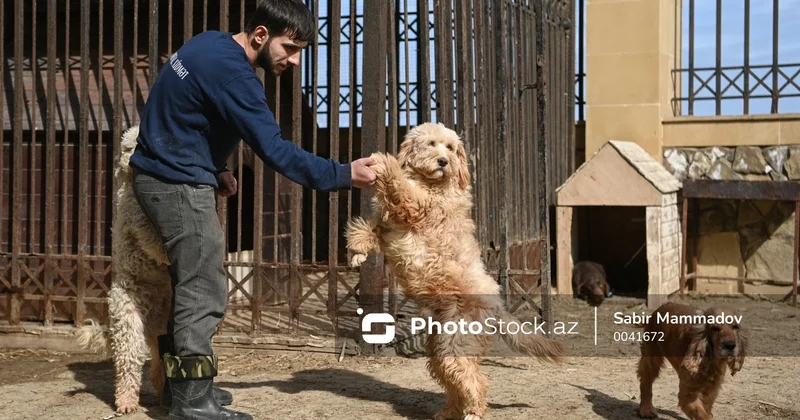 Heyvan sığınacaqlarına dair yeni tələblər müəyyənləşib