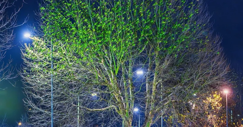 Minlərlə tutuquşu şəhəri yaşıl rəngə boyadı : Görənlər valeh olur