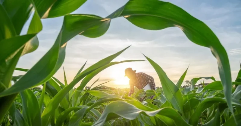 Dünyada yalnız bir ölkə özünü ərzaqla tam təmin edir