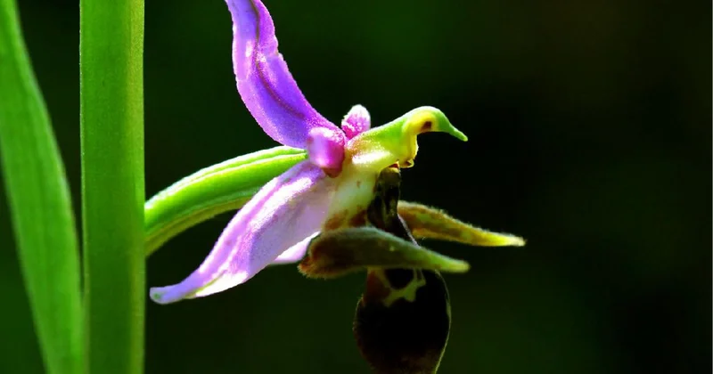 Qarabağın simvoluna çevrilən gül Xarı Bülbül