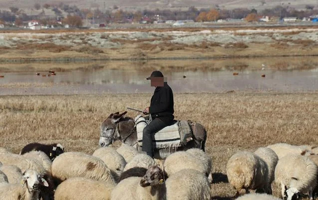 Fermada çobanın meyiti TAPILDI