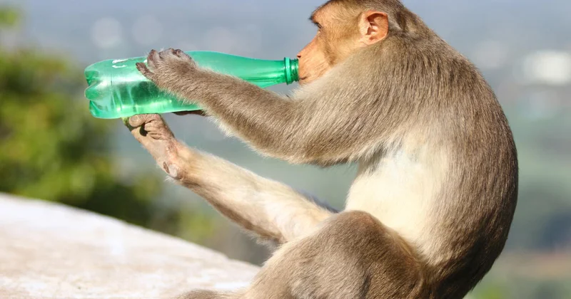 Обезьяна украла у женщины новорожденную дочь и выкинула ее в колодец