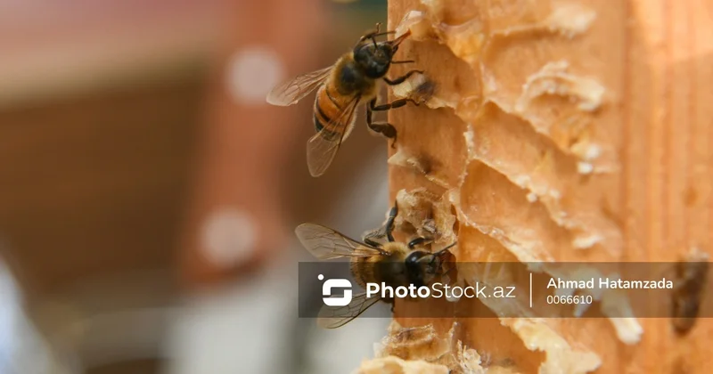 Nektar toplamağa gedən arılar təknəyə qayıtmır Təsərrüfatlar niyə məhv olur?