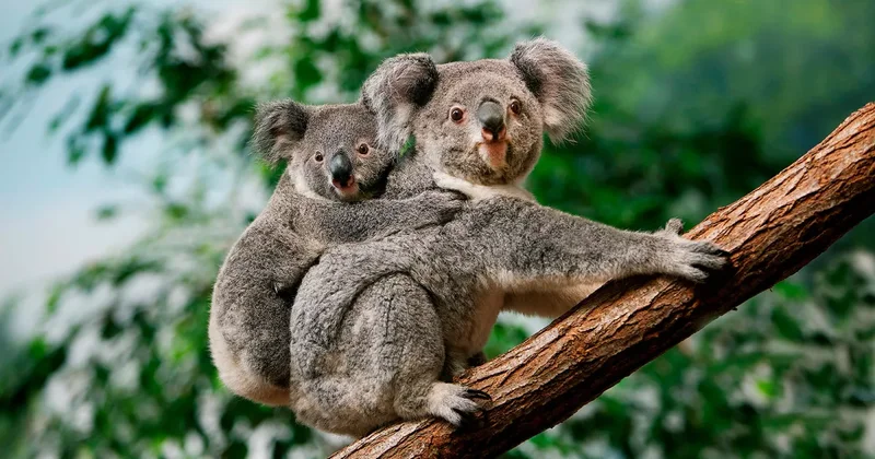 В Австралии обеспокоились избытком коал