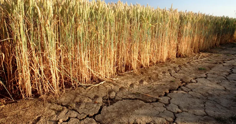В Азербайджане засуха будет внесена в список стихийных бедствий?
