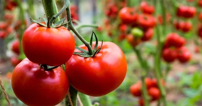 Pomidor ixracı ötən il Azərbaycana 200 mln. dollara yaxın gəlir gətirib