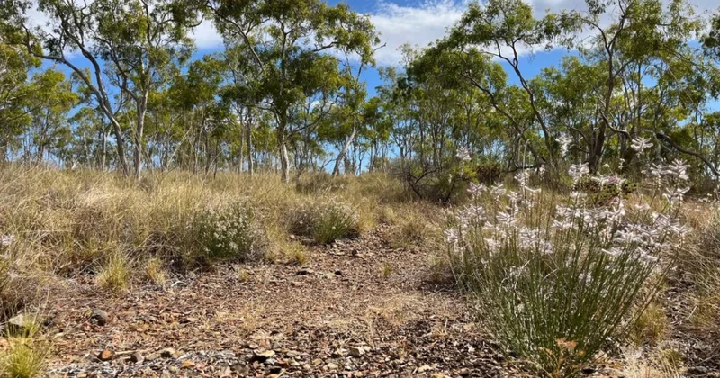 Möcüzəvi qayıdış: Nəslinin kəsildiyi zənn edilən bitki 58 il sonra yenidən tapıldı FOTO