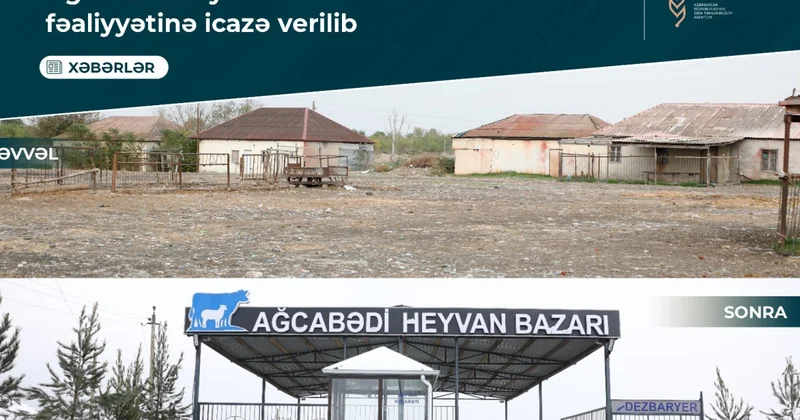 Скотный рынок в Агджабеди вновь ждет торговцев и покупателей фото; видео