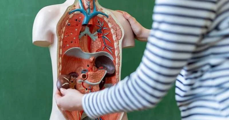 İnsanın gücü neçə yaşından azalmağa başlayır?