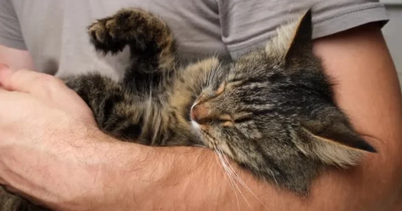 Finlandiyada pişiyi öldüyü üçün xəstəlik məzuniyyətinə çıxan kişi işdən qovuldu