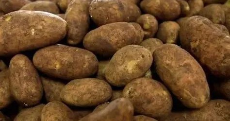 Как отличить несъедобный картофель от обычного? Разъяснение от эксперта