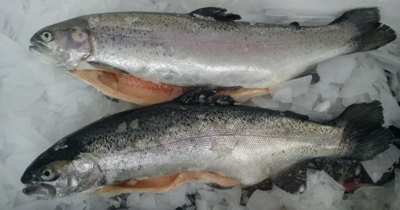 Почему импортная рыба дешевле азербайджанской? объясняет эксперт