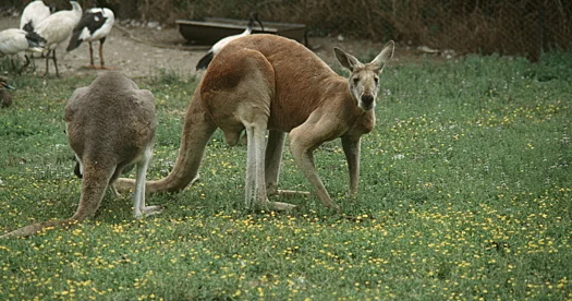 250 kq ağırlığında olan nəhəng kenqurular haqqında təəccüblü faktlar...