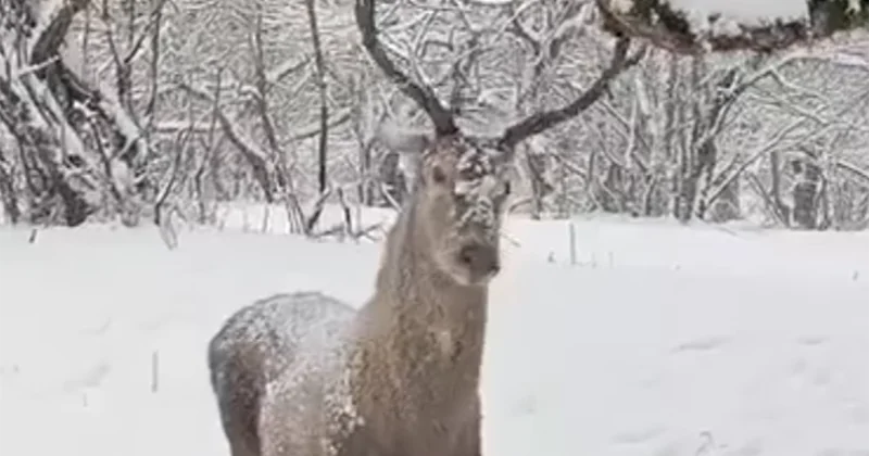 “Mən ovçu deyiləm, maral, ay maral...” Video