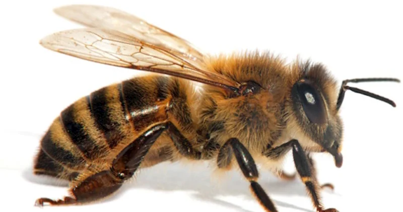 Azərbaycan İsraildən 43, Türkiyədən isə 8 manata arı alıb