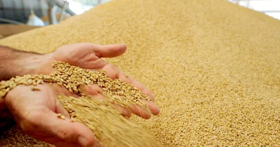 В 2025 году Азербайджан импортировал более 1,26 млн тонн пшеницы