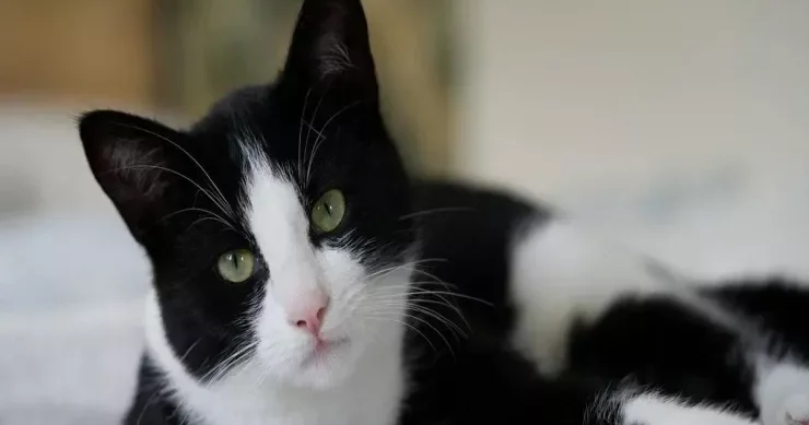 Pişiklər üçün “komendant saatı” rejimi