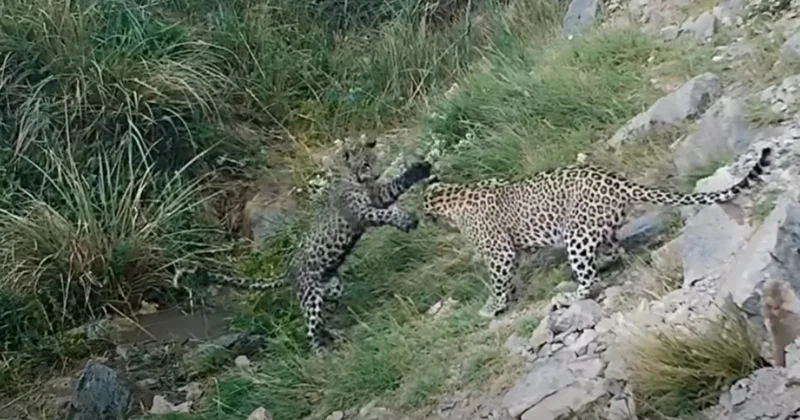 Zəngəzur dağlarında bəbir tapıldı