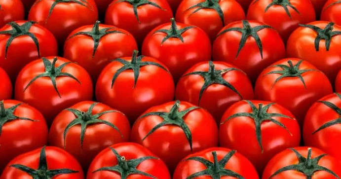 Azərbaycana pomidor ixracından daxil olan valyuta 10 faizə yaxın artıb 192,5 MİLYON DOLLARLIQ İXRAC