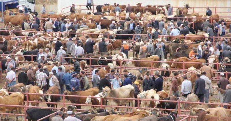 Ağcabədi heyvan bazarının fəaliyyətinə icazə verildi