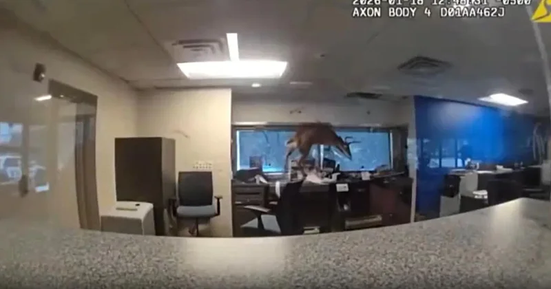 В Нью Йорке олень попытался ограбить банк ВИДЕО