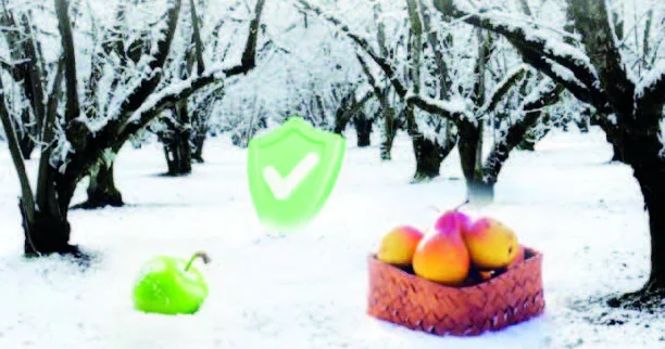 Şaxtavurmaya sığorta ödənişi