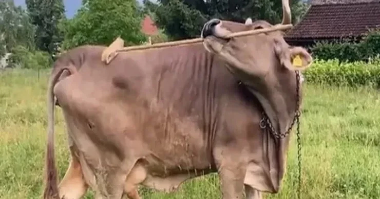 Özünü süpürgə və çubuqla qaşıyan inək gündəm oldu