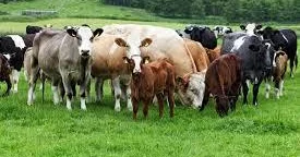 İndi bölgələrdə çox az adam maldarlıqla məşğul olur İqtisadçı