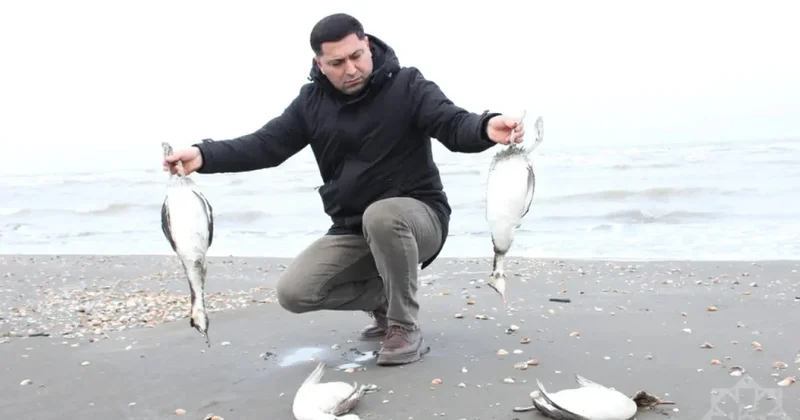 Sahil quş cəsədləri ilə doldu Xəzər dənizində nə baş verir?