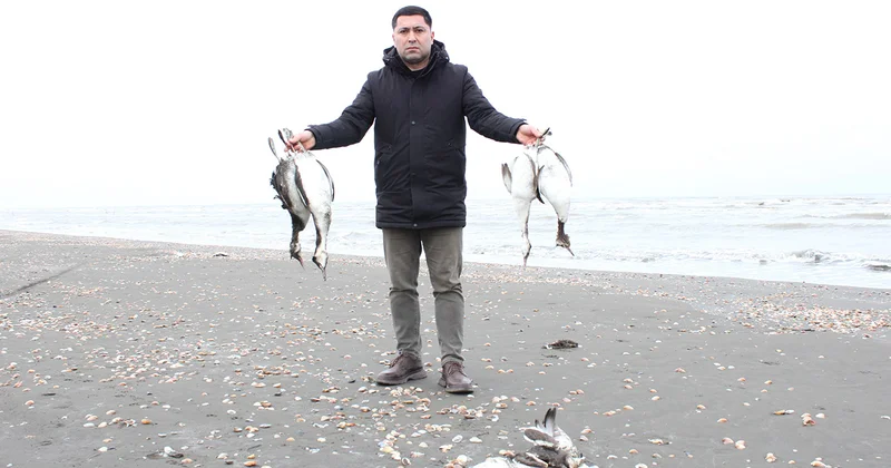 Xəzərin sahilində minlərlə ölü quş tapıldı FOTOLAR