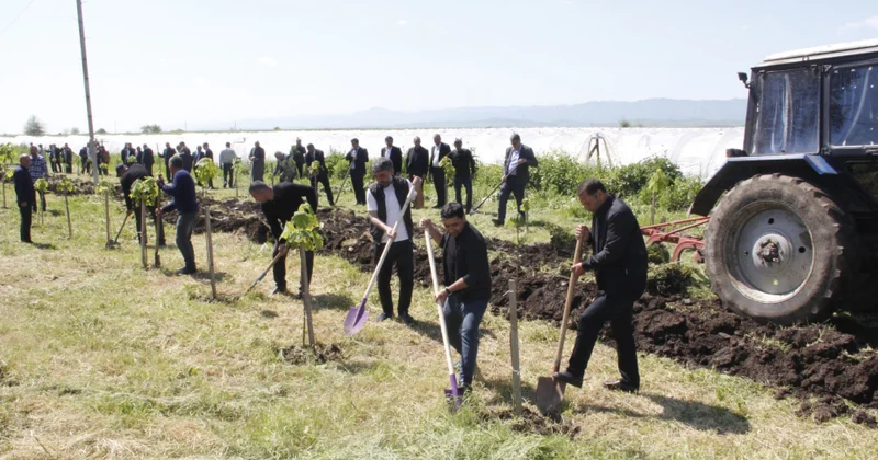 Cəlilabadda ağaclar əkilib və təmizlik işləri aparılıb