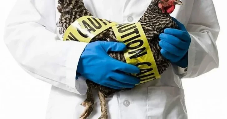 В Японии уничтожат 230 тысяч кур из за вспышки птичьего гриппа