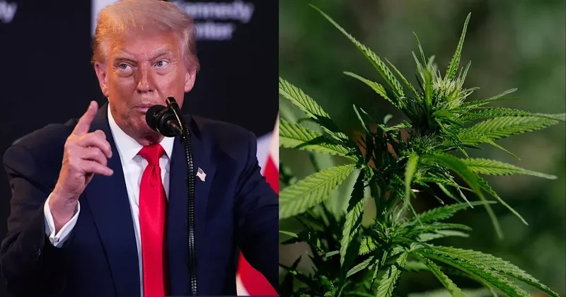 Трамп собирается исключить марихуану из списка опасных веществ