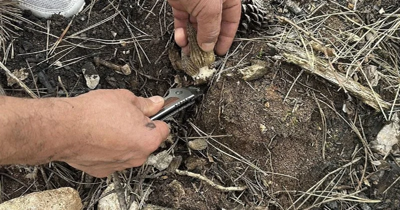 Meşə yandı, sərvət ortaya çıxdı Kiloqramı 264 manata satılır FOTO