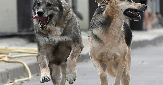 Sığınacaqlardan itləri oğurlayan qadın onlardan şorba bişirirmiş...
