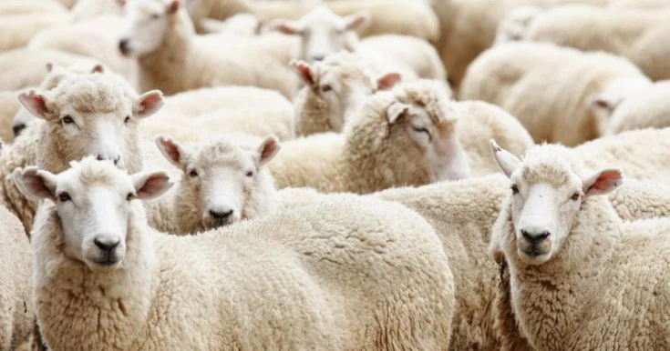 Qurbanlıq heyvanların satış məntəqələri Siyahı
