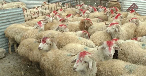 Qurban bayramı: 126 ünvanda heyvan satışı və kəsimi olacaq SİYAHI