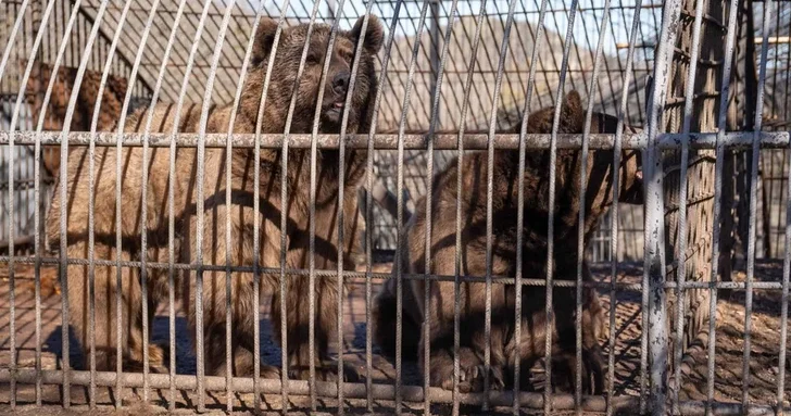 Медведи Бенджи и Балу из Азербайджана обретут новый дом на острове Уайт
