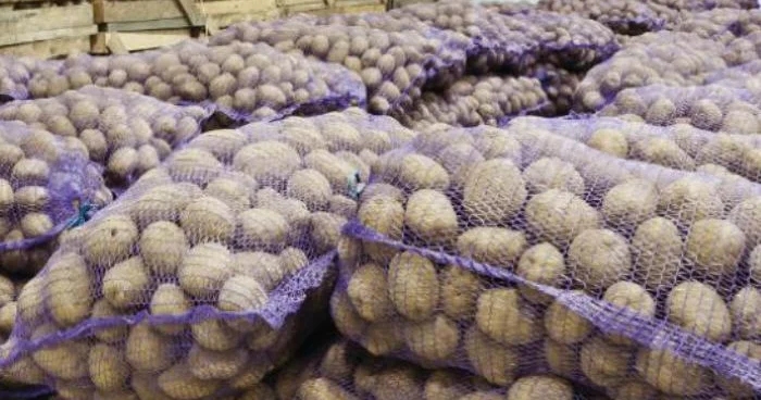 500 ton kartofun sahibi tapılmır Gömrükdə çürüyür