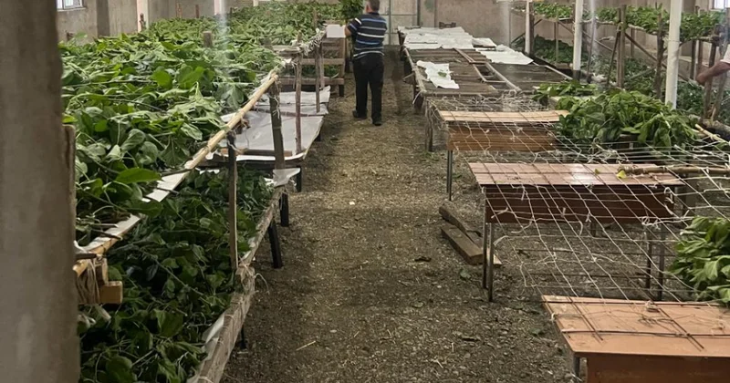Sabirabadda 7 tondan çox yaş barama əldə olunması gözlənilir