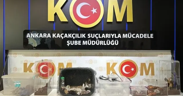 Ankarada 96 ədəd eqzotik heyvan ələ keçirildi