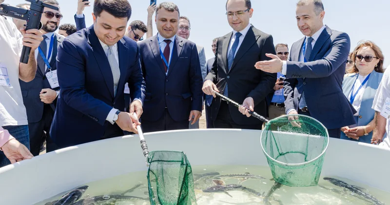 AzerbaijanFishFarm выпустила 100.000 осетров и 20.000 каспийских лососей в Каспийское море фото