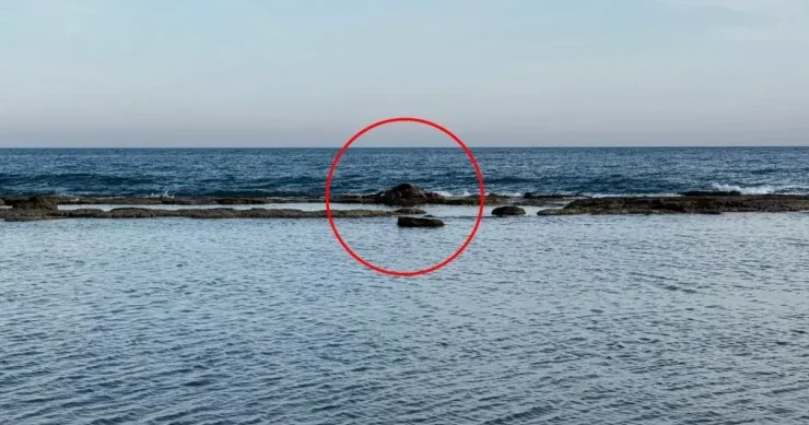 Dənizdə inək leşi görənlər şoka düşdü