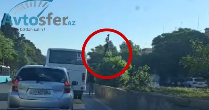 Svetofor ağacın arxasında gizlənib, nişanlar isə yoxdur SÜRÜCÜLƏR ŞİKAYƏT EDİR VİDEO
