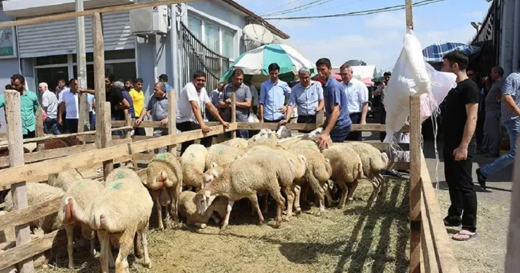 Ölkə üzrə qurbanlıq heyvanların satışı və kəsimi bu ünvanlarda olacaq SİYAHI